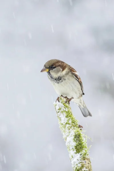 Воробей, сидящий на ветке, покрытой мохом, зимой во время снегопада. — стоковое фото