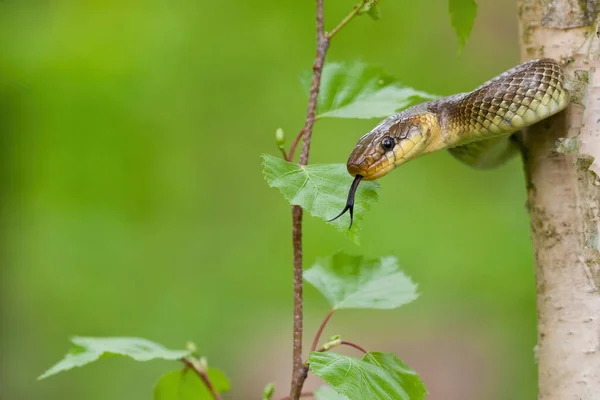 Äskulapnatter klettert auf einen Baum im Sommerwald mit grünem Hintergrund. — Stockfoto