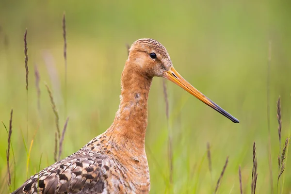 Primer plano de Godwit de cola negra con fondo borroso verde — Foto de Stock