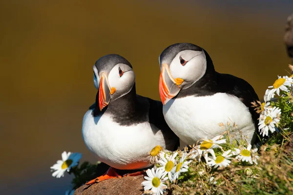 Bonito par de puffin atlântico sentado perto juntos na época de reprodução de verão — Fotografia de Stock
