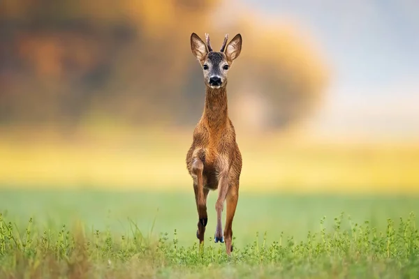 Rápido corça cervo buck chegando mais perto na natureza de verão verde — Fotografia de Stock