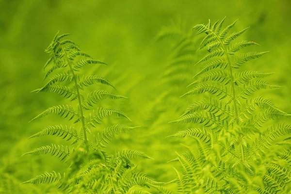 Gröna blad av en ormbunke som växer i en sommarskog — Stockfoto