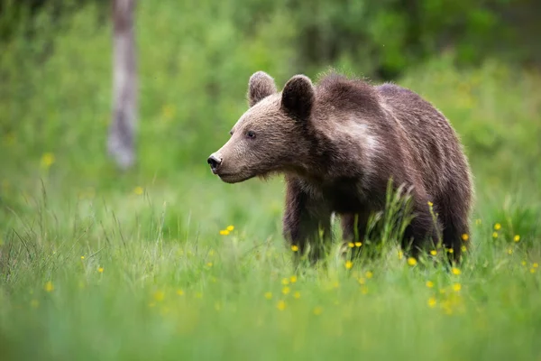 Giovane orso bruno guardando da parte su una radura verde con spazio copia — Foto Stock