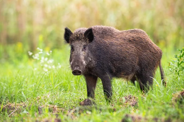 Schüchternes Wildschwein blickt auf einer grünen Wiese in der sommerlichen Natur in die Kamera — Stockfoto