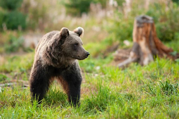 Cute niedźwiedź brunatny chodzenie po trawiastej zielonej łące wiosną — Zdjęcie stockowe