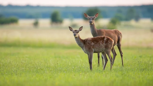 Dos ciervos rojos mirando en la hierba en la naturaleza de primavera con espacio de copia. — Foto de Stock
