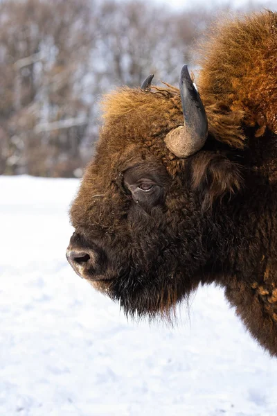 Cabeza esponjosa de bisonte europeo adulto con nieve en el fondo —  Fotos de Stock