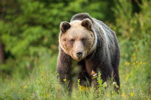 Brunbjörn stirrar in i en kamera framifrån på en grön äng. — Stockfoto