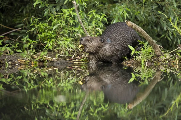 Castor euroasiático royendo una rama y alimentándose en una orilla del río —  Fotos de Stock