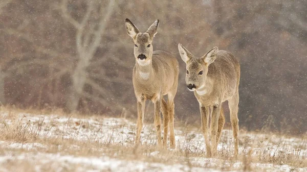 Dos corzos caminando en el prado mientras la nieve cae en invierno —  Fotos de Stock