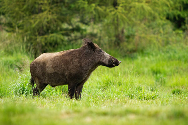 Adult wild boar with big snout standing in tranquil green forest