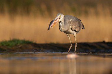 Güneşli gri balıkçıl bir gagada balık tutuyor ve onu bir gölde yemeye hazır.