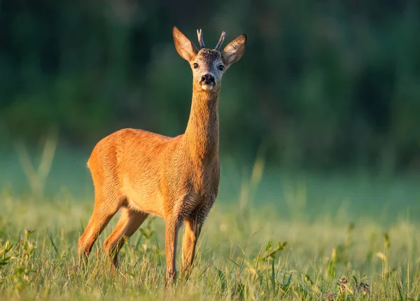 Roe ελάφι buck sniffing με τη μύτη ψηλά την ανατολή του ηλίου με πράσινο θολή φόντο. — Φωτογραφία Αρχείου