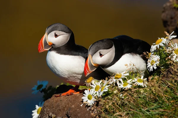 Couple de macareux atlantiques assis sur une falaise avec des fleurs en fleurs — Photo