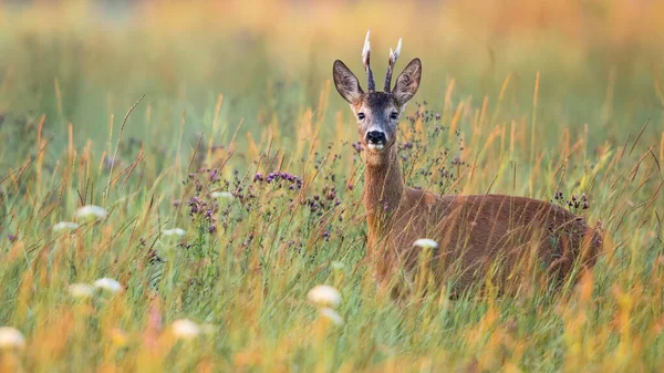 夏に緑の草原で花を咲かせる鹿の背 — ストック写真