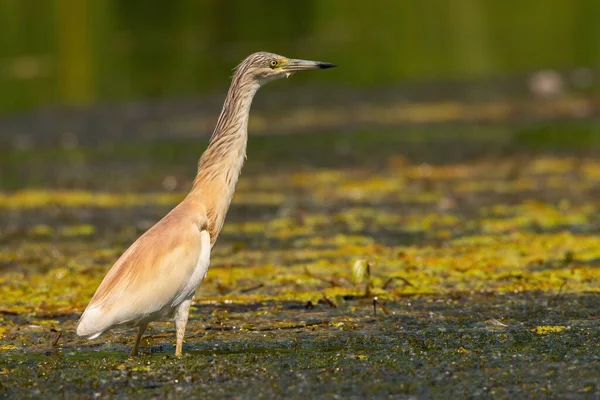 Squacco heron kinyújtja a nyakát, miközben áll egy sekély víz vizes — Stock Fotó