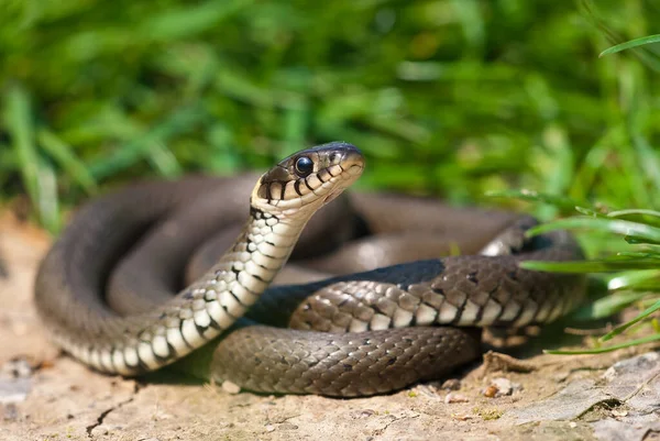 Grass snake basking on a sun and lifting its head curiously. — Stock Photo, Image