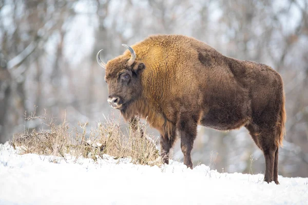 Hambriento bisonte de madera comiendo hierba seca en el desierto nevado — Foto de Stock