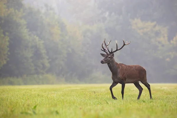 Red deer walking on grassland in autumn mist with copy space. — Stock Photo, Image