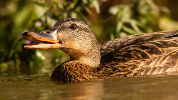 Mallard swimming in water with open mouth from soffit. — Stock Photo, Image