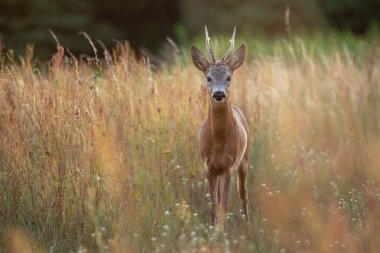 Roe geyik geyiği yaz doğasında bir çayırda uzun kuru otların üzerinde duruyor.
