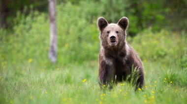 Yazın çayır üzerinde fotokopi aletiyle duran kahverengi ayı.