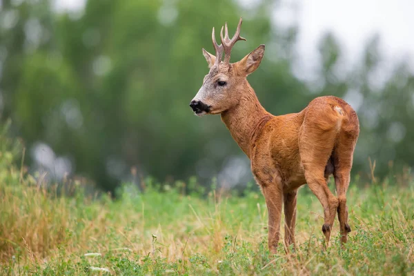 Roe deer buck standing on field in summer nature from back — Stock Photo, Image