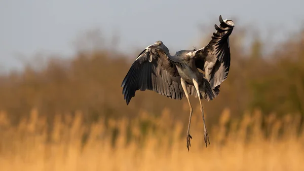 Garza gris aterrizando en el campo a la luz del sol naranja primavera — Foto de Stock