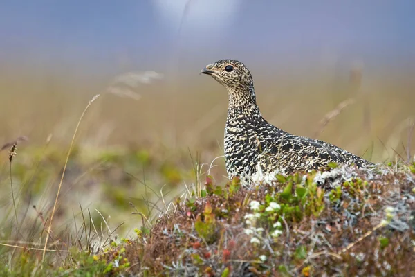 Rock ptarmigan zittend op heide in Icenalnd van opzij — Stockfoto