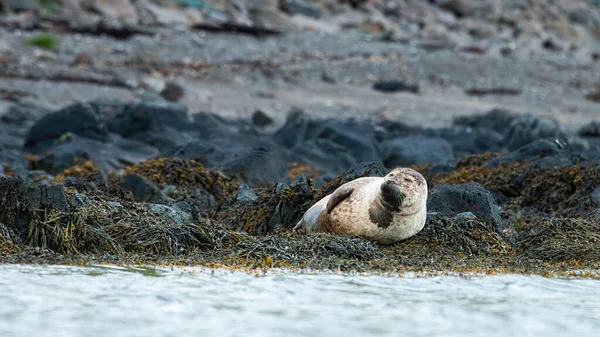 Seehund liegt auf Felsen in der isländischen Wildnis — Stockfoto