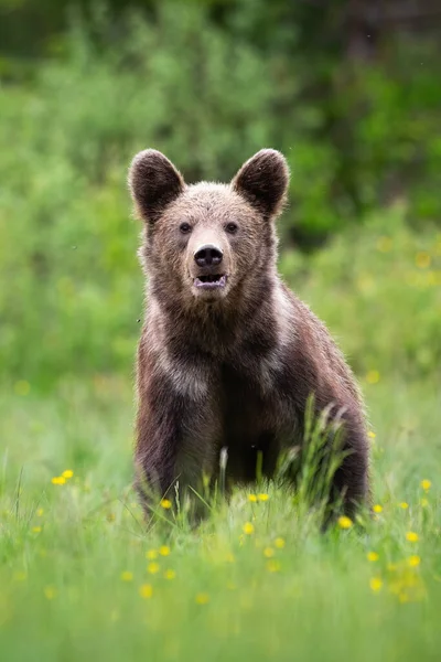 Brown bear looking to the camera on blossom meadow — Fotografia de Stock