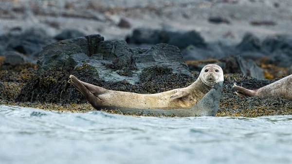 Harbor seal looking on stones next to sea in Iceland — Stock Fotó