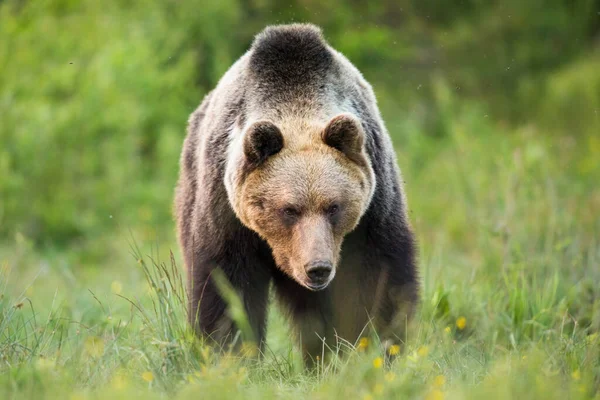 Massive brown bear walking on meadow in summer nature — стоковое фото