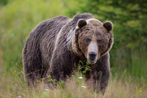 Énorme ours brun debout sur la prairie fleurie de l'avant — Photo