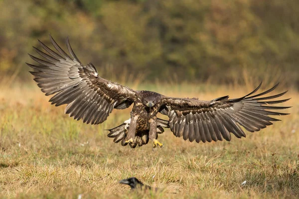 Águila de cola blanca aterrizando en el suelo desde la vista frontal —  Fotos de Stock