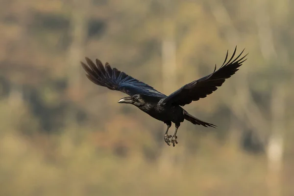 Обыкновенный ворон летит осенью на природе с размытым фоном. — стоковое фото