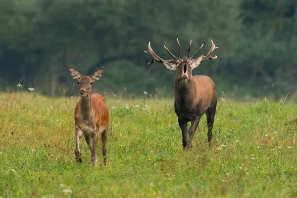 Couple de cerfs rouges approchant sur la prairie en saison d'accouplement — Photo