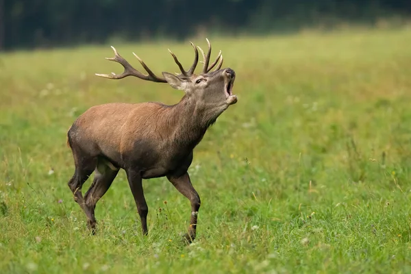 Red deer stag in heat roaring on a green meadow with blurred background — Stock Photo, Image