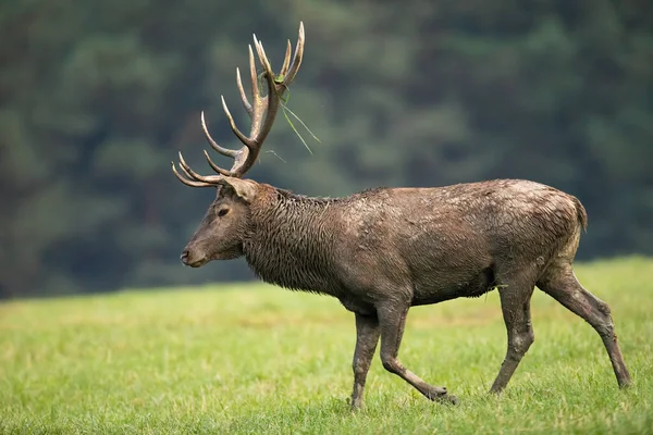 Veado vermelho andando no prado no outono natureza de lado — Fotografia de Stock