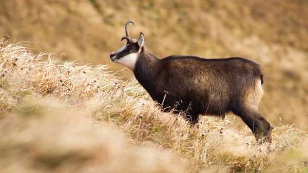 Tatra-Gämse mit gebrochenem Geweih steht auf Wiese mit trockenem, gelbem Gras. — Stockfoto