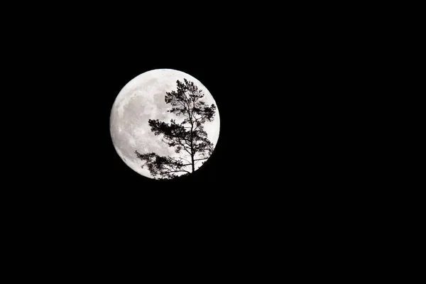 Полная луна на темном небе с силуэтом дерева. — стоковое фото