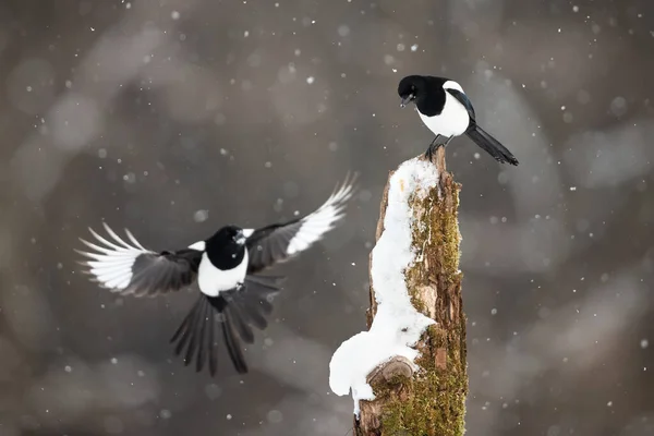 Två eurasiska magpioner landar på stubben under snöstorm — Stockfoto