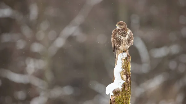 Звичайний гудок, що сидить на пні в зимовий час природи — стокове фото