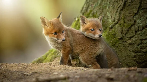Dois filhotes de raposa vermelha pequenos abraçando ao lado da árvore na luz do sol — Fotografia de Stock