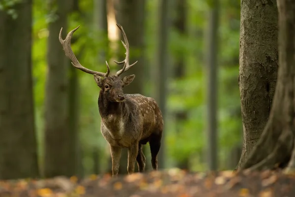 Huge fallow deer standing in forest in autumn nature — Stock Photo, Image
