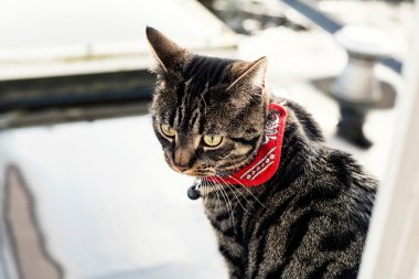 tekir kedi oturan