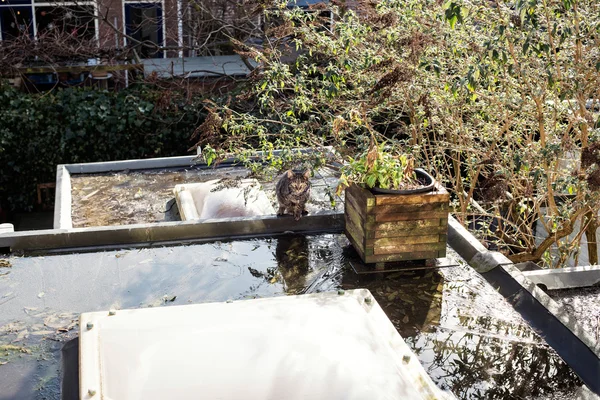 Domestic cat on roof. — Stock Photo, Image