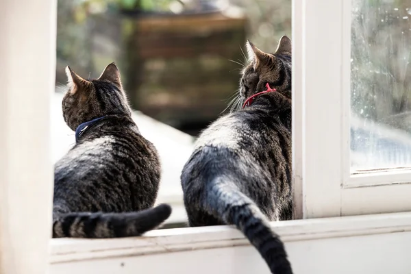 Två bror katter — Stockfoto