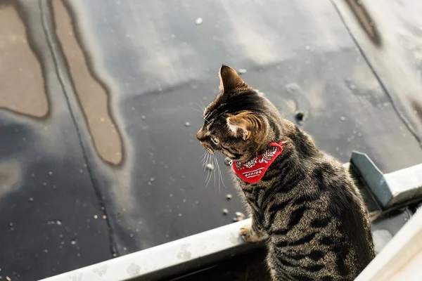 ᐈ Gato mojado imágenes de stock, foto gatos mojados por la lluvia