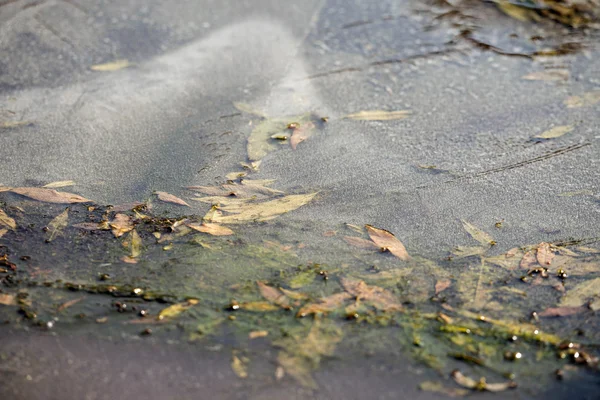 Leaves under frozen water — Stock Photo, Image